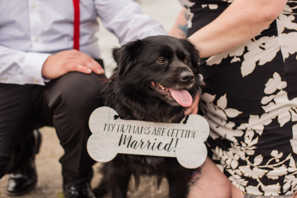 Black dog wearing a sign around its neck that says "my humans are getting married" while couple pets it