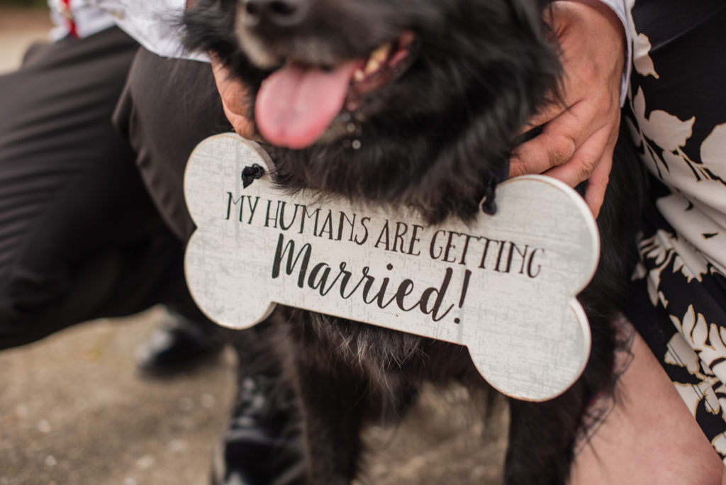 Black dog wearing a sign around its neck that says "my humans are getting married" while couple pets it